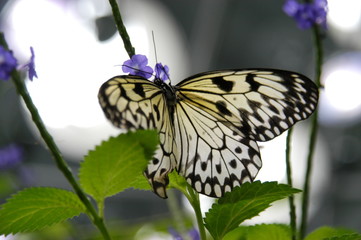 Butterfly in the Biosphere of the California Academy of Sciences