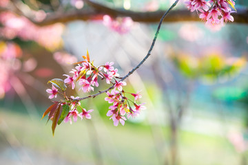 Prunus cerasoides; Wild Himalayan Cherry