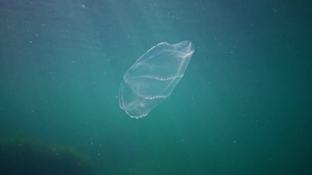 Ctenophores, Predatory comb jelly (Beroe ovata) swim in the water in search of food. Invasion Fauna of the Black Sea. Ukraine