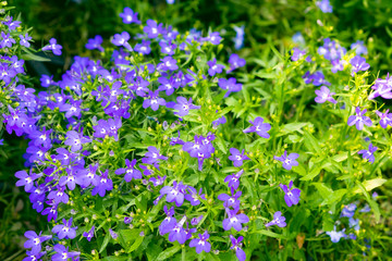 Blurry violet flowers background, Lobelia
