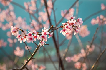 Beautiful Pink Japanese Cherry Blossom Flowers with blue sky