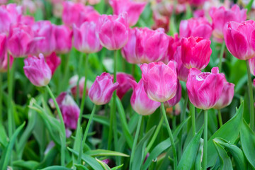 Tulip flowers meadow, tulip spring nature background
