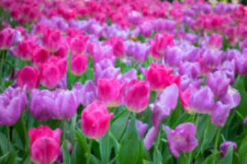 Blurry pink and purple tulips meadow background, Blured flower background
