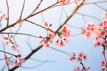 Prunus cerasoides; Wild Himalayan Cherry
