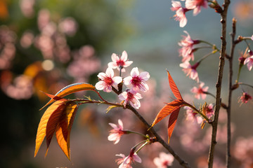 Sunset Japanese Flowers, Prunus cerasoides; Wild Himalayan Cherry