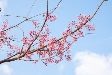 Prunus cerasoides; Wild Himalayan Cherry