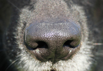 Black or big dog nose