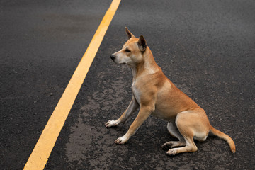 Brown dog sitting on the paved road.