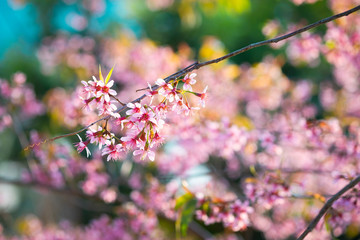 Prunus cerasoides; Wild Himalayan Cherry