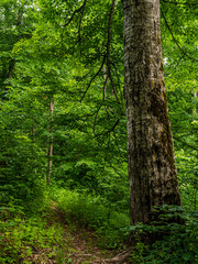 Overgrown path in the forest, tall beech tree is growing at the side