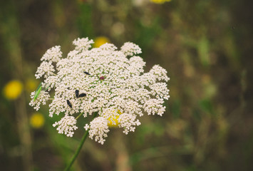 Insects on Daucus, is a worldwide genus of herbaceous plants of the family Apiaceae of which the best-known species is the cultivated carrot.