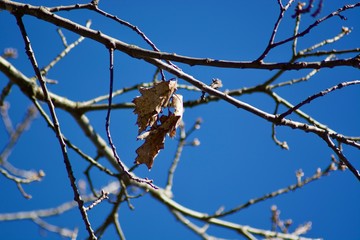 Autumn leaves on the tree with blue sky.