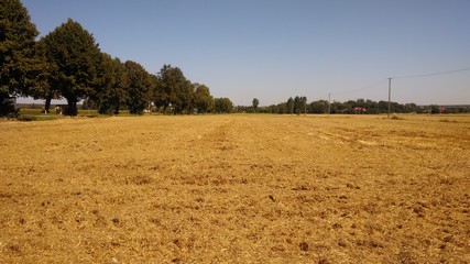 widok na pole po skoszonym zbożu
