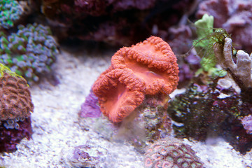 coral