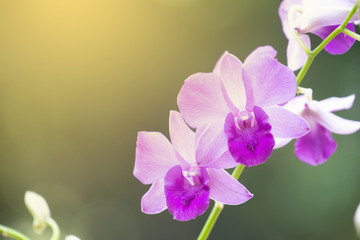 Orchid flower in nature with blurred background.