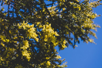 native Australian wattle tree about to bloom