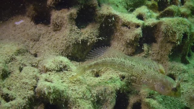 The fish Tentacled blenny (Parablennius sp.) lives in a mink, in clay on the seabed, which the mollusk dug Barnea candida (Pholas candidus). Black Sea