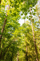 Obraz premium Low angle view of beech forest in springtime