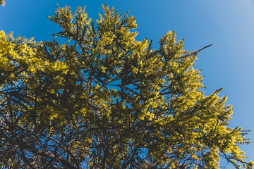 native Australian wattle tree about to bloom