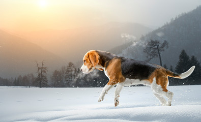 Fototapeta na wymiar Beagle dog at walk. Mixed media