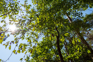 Low angle view of beech forest in springtime