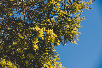 native Australian wattle tree about to bloom
