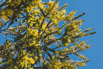 native Australian wattle tree about to bloom
