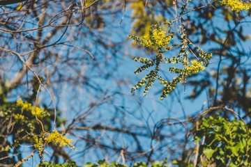 Fototapeta premium native Australian wattle tree about to bloom