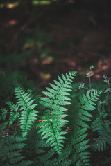 Nahaufnahme von Farn über dunklem Waldboden