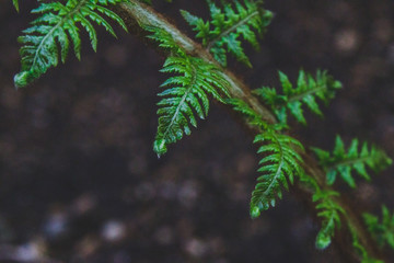 close-up shot of fern branch details