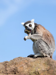 Ring-tailed lemur sitting on a rock eating fruit