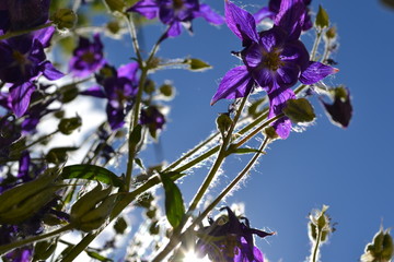 Gentle flowers of aquilegia in summer