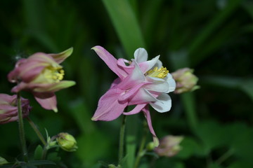 Gentle flowers of aquilegia in summer