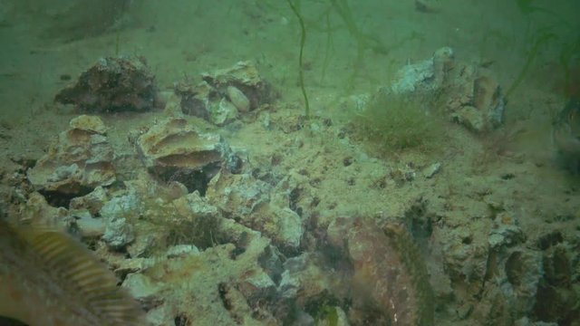 The fish Tentacled blenny (Parablennius sp.) eats shellfish dug from clay Barnea candida (Pholas candidus). Black Sea