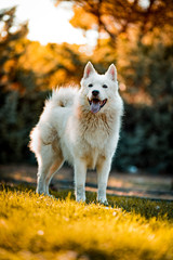 samoyedo sonriendo