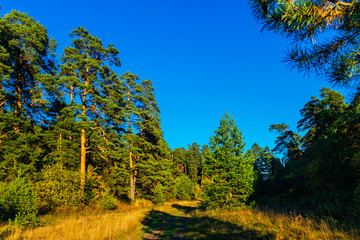 dirt road in the autumn forest on a sunny day