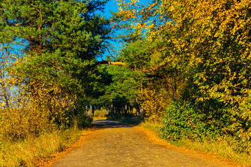 Naklejka premium dirt road in the autumn forest on a sunny day