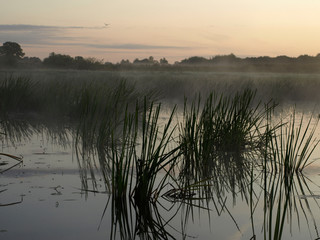 blur fantastic foggy river with  green grass in the sunlight. Salaca river, Burtnieks Lake, Latvia