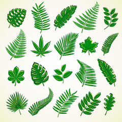 Naklejka na ściany i meble Set of leaves. Collection icon tropical leaves. Vector