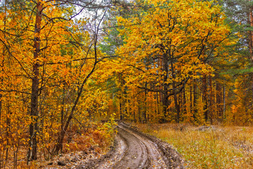 Naklejka premium dirt road in the forest on a autumn day