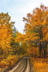 dirt road in the forest on a autumn day