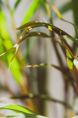 close-up and abstract background shot of palm leaves with green and golden tones