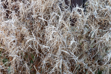 Dry reeds covered with hoarfrost