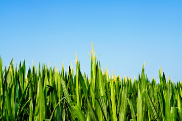 Obraz premium Field of maize