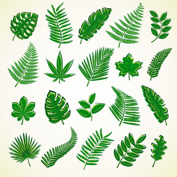 Set of leaves. Collection icon tropical leaves. Vector