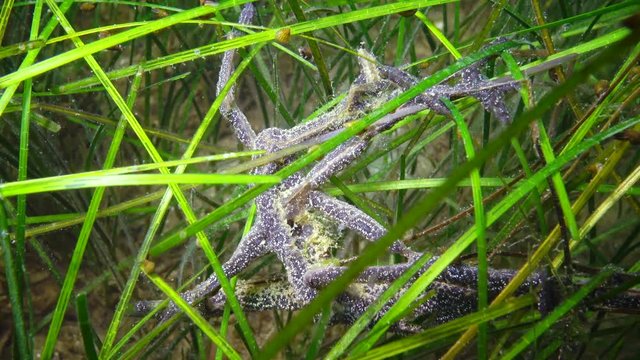 Botryllus schlosseri, commonly known as the star ascidian or golden star tunicate, is a colonial ascidian tunicate. Black Sea