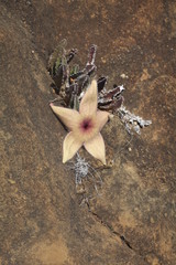 Flower and Rocks