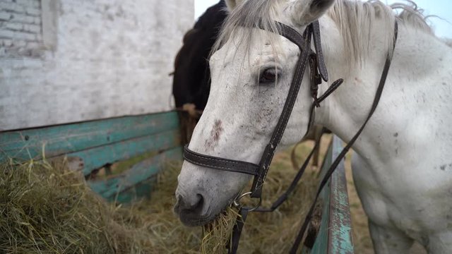 Horse on a farm eating cart hay