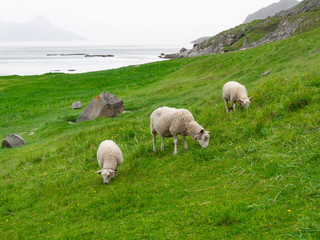 Obraz premium A sheep with two lambs graze on the Norwegian coast in the mountains. Sheep grazing in Norway