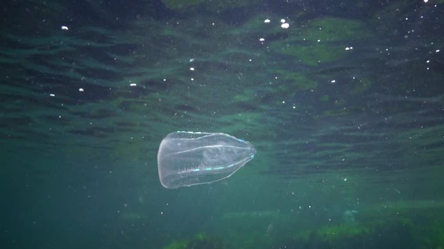 Ctenophores, Predatory comb jelly (Beroe ovata) swim in the water in search of food. Invasion Fauna of the Black Sea. Ukraine
